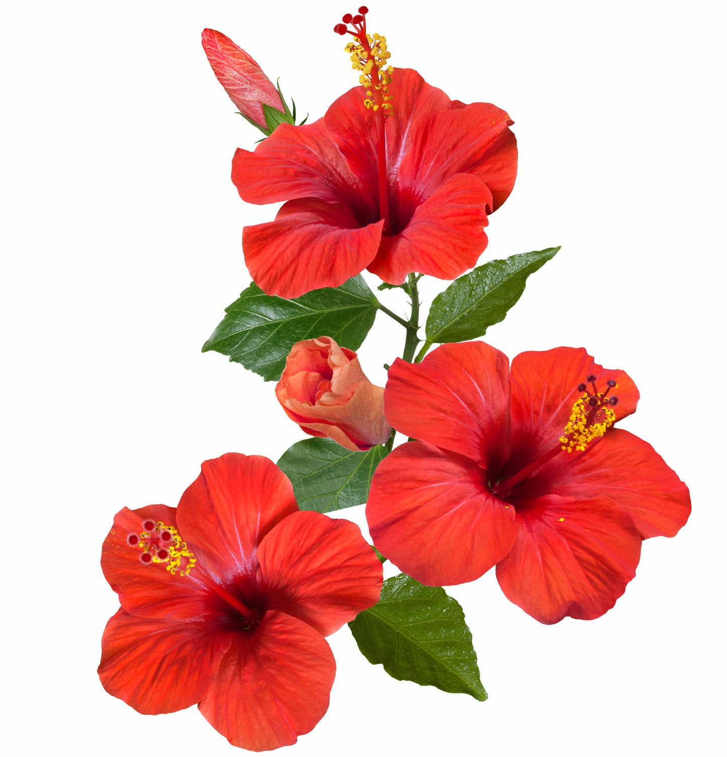 Vibrant Color Kit