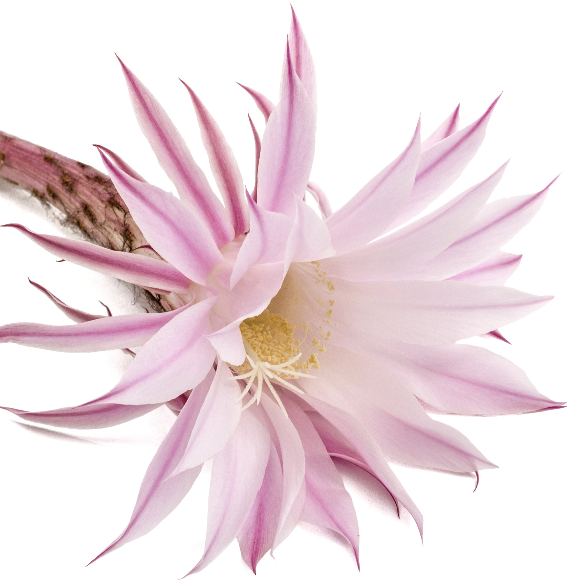 Healing Style	Taffy - View 8