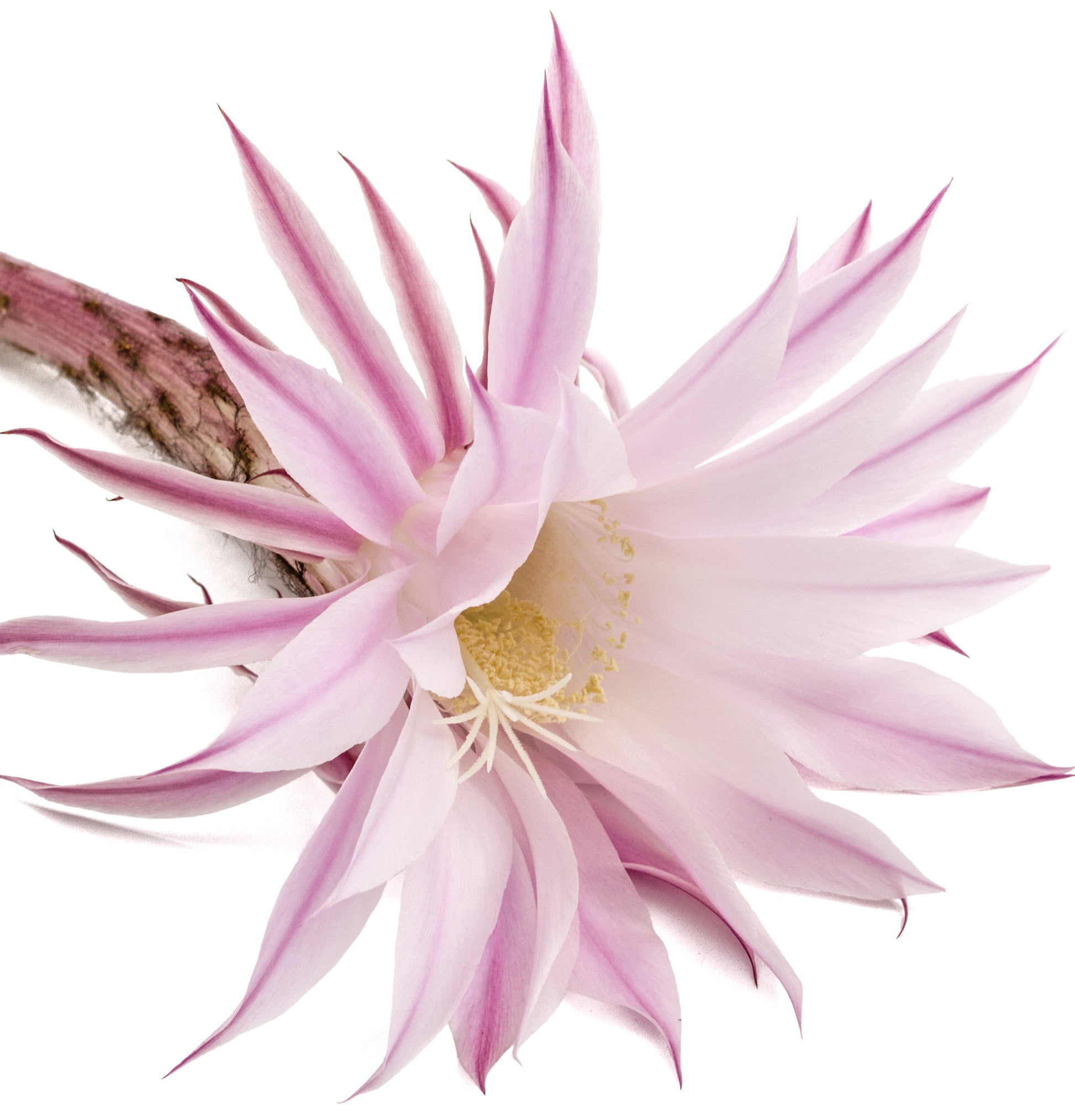 Healing Style	Molding Paste - View 7