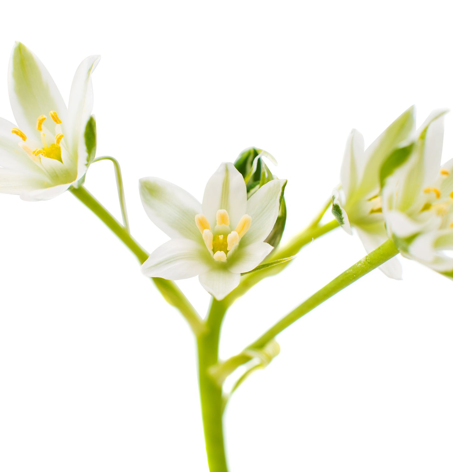 Healing Strength Conditioner - View 8