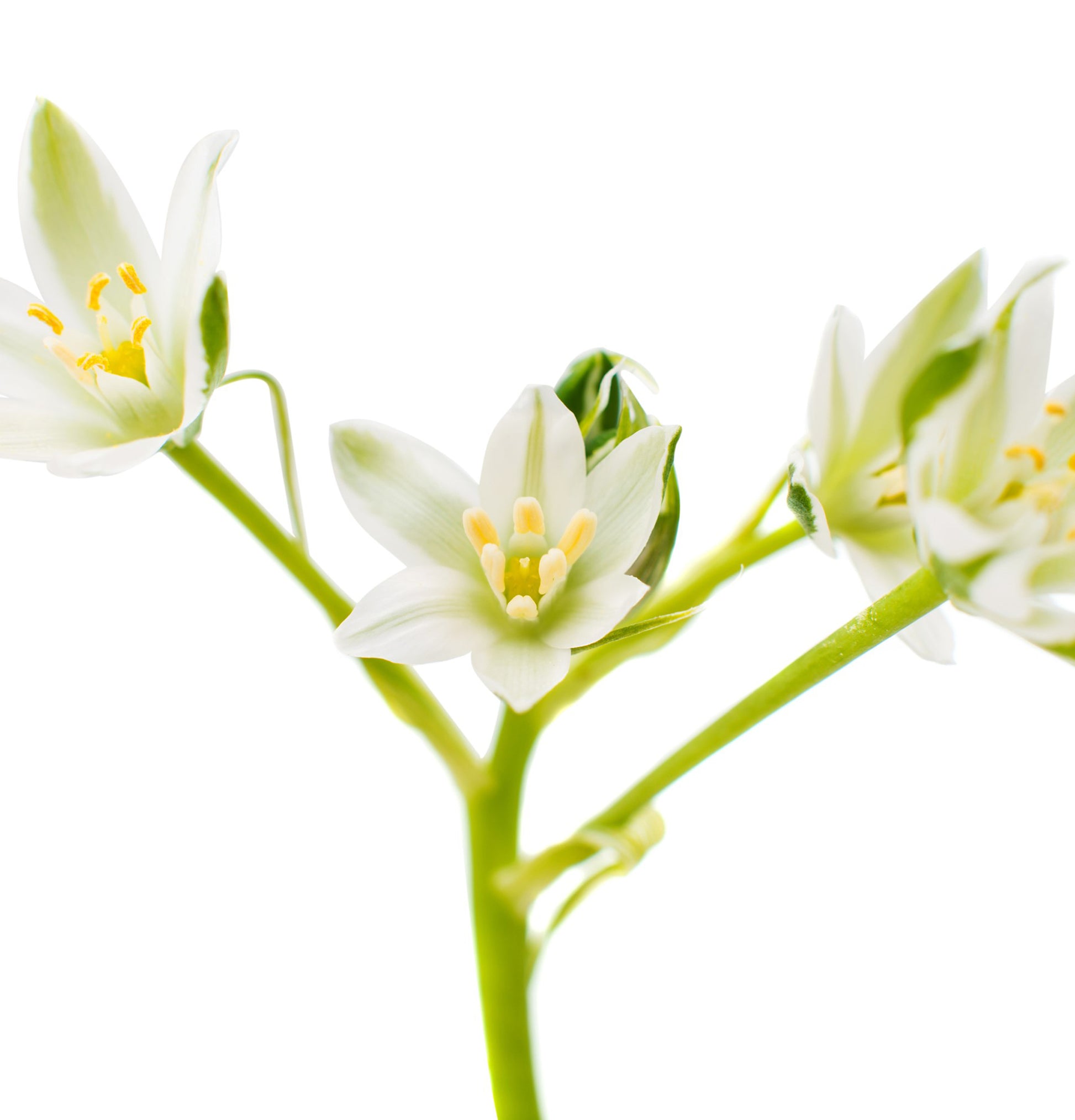 Healing Strength Conditioner - View 9