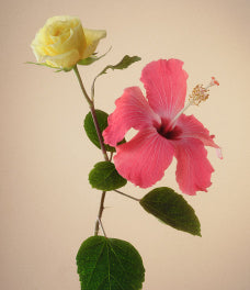 Hibiscus Vibrancy Complex