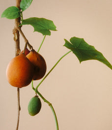 Kukui Hydrating Complex