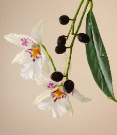 Phyto-IV Repairing Complex